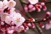 2026世界杯周边：吉祥物“塔利斯”限量版手办在中国市场遭疯抢。