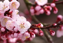 2026世界杯周边：吉祥物“塔利斯”限量版手办在中国市场遭疯抢。