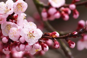 2026世界杯周边：吉祥物“塔利斯”限量版手办在中国市场遭疯抢。