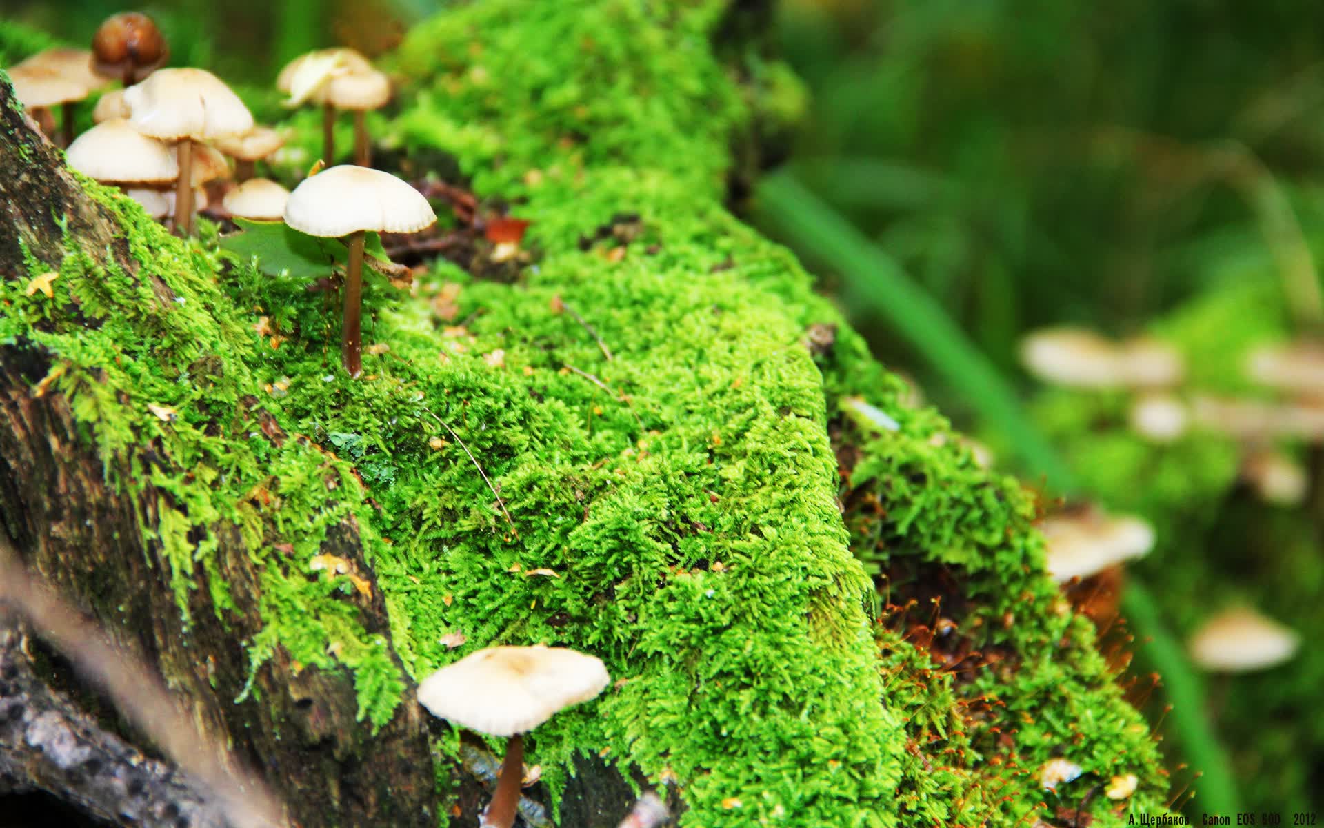 世界游泳接力队替补管理与换人规则第38版公布,游泳接力破世界纪录